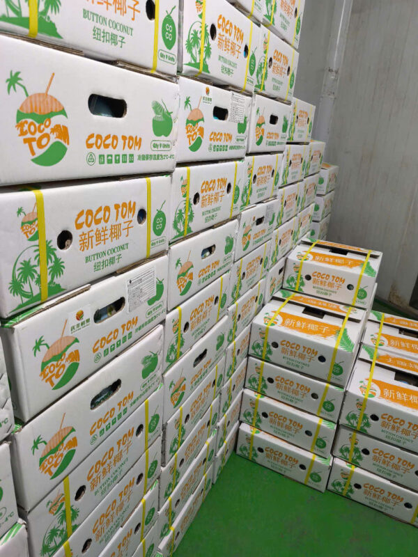 Vietnam Young Coconut exporters ensure secure, safe packaging, guaranteeing quality upon delivery to customers.