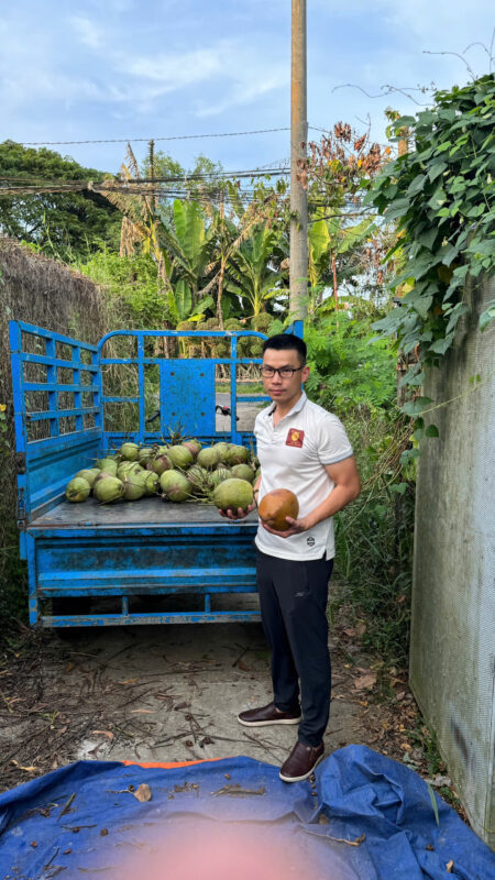 Lush Ben Tre coconut groves supplying a trusted desiccated coconut exporter