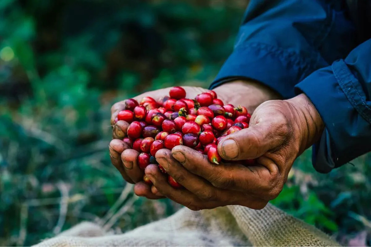 Coffee supplier ensuring quality from Vietnam coffee farm to export.