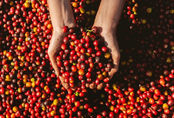 Vietnamese coffee farm in the Central Highlands with ripe coffee cherries