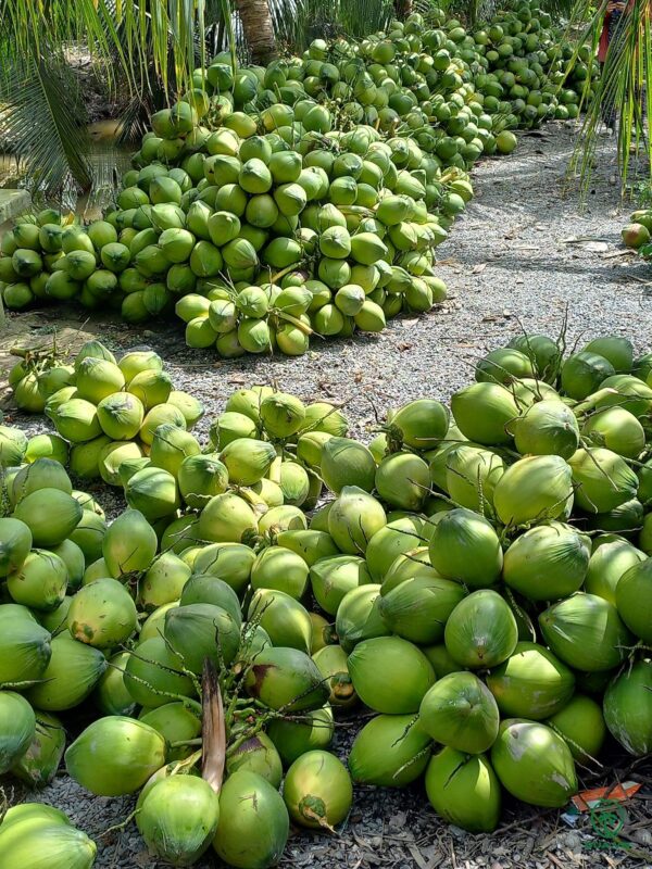 Vietnam as a leading supplier of coconut powder for global markets