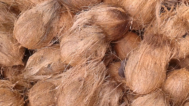 Semi-husked coconuts with protective fiber layer for long-distance shipping.
