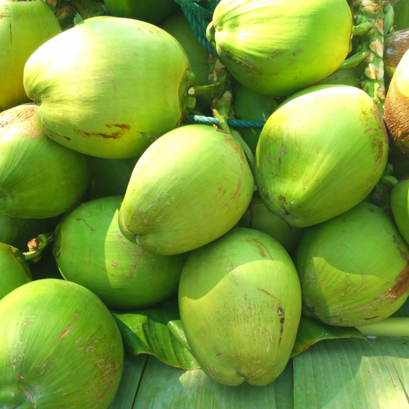 Fresh green coconuts with natural shells ready for export.