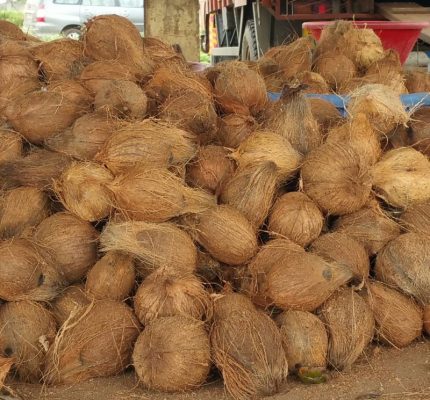 Buy semi husked coconut for high extended stogare.