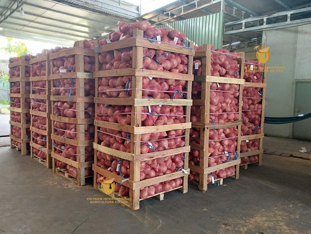 stack of semi husked coconuts ready for export with husk partially intact.