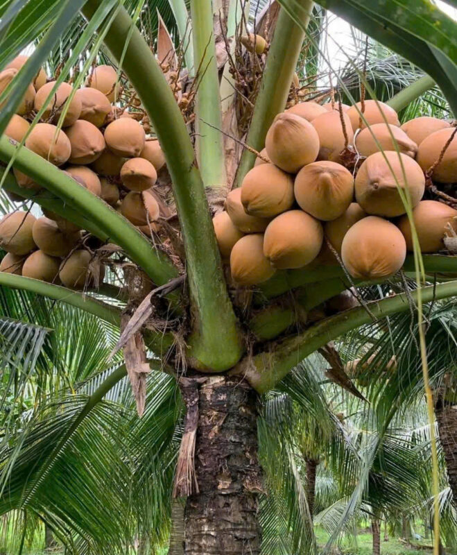 coconut-seedlings-3