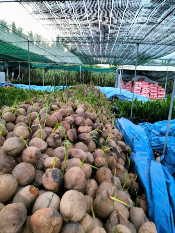 coconut-seedlings-2