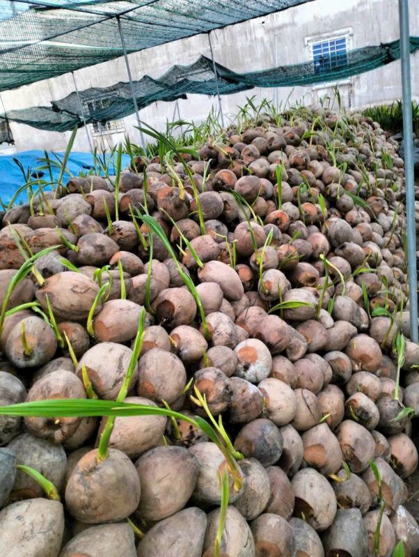 coconut-seedlings-4