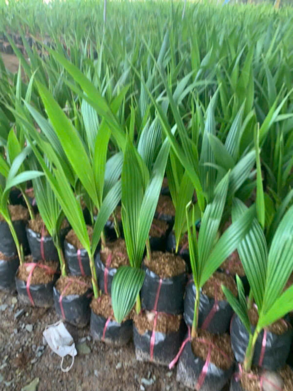 coconut-seedlings-1