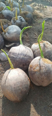 coconut seedlings